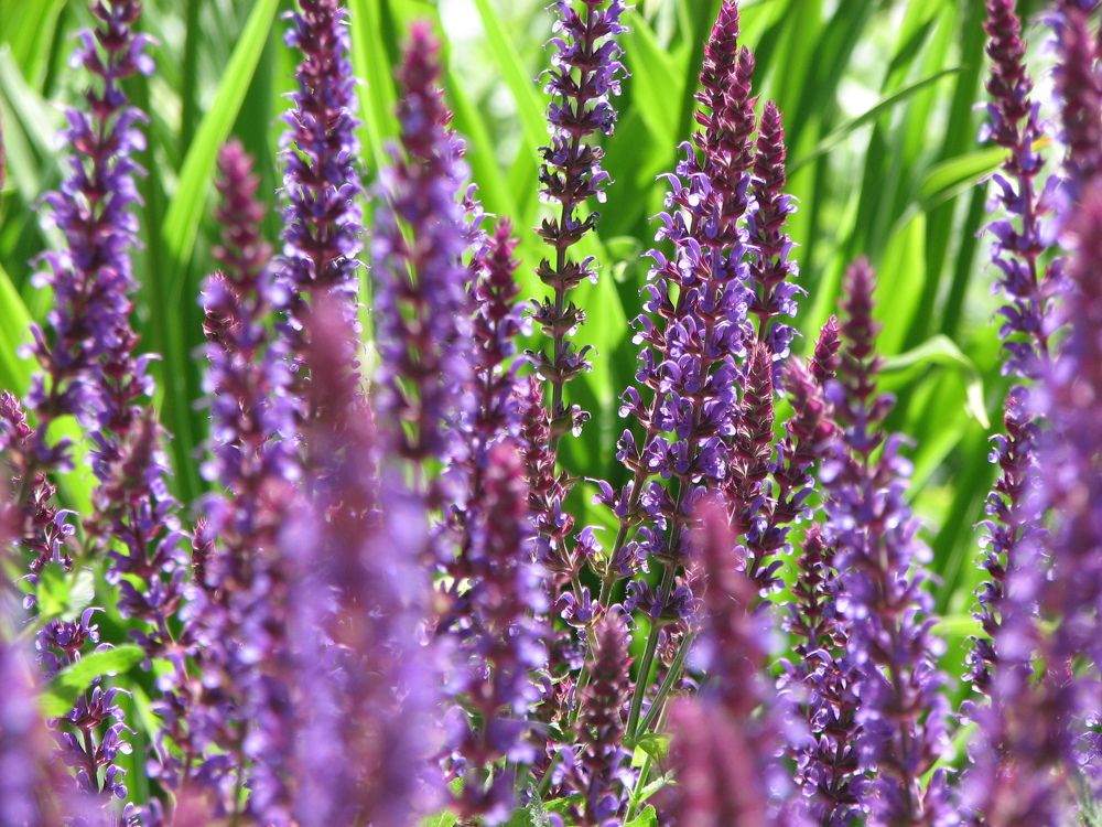 Purple Joy