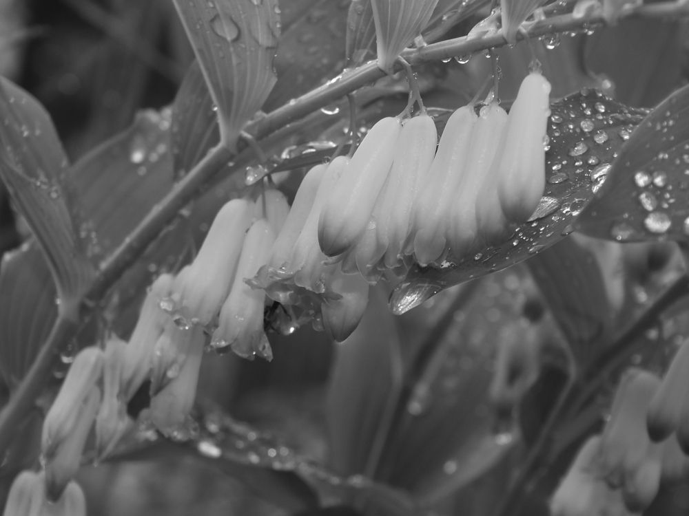 После дождя