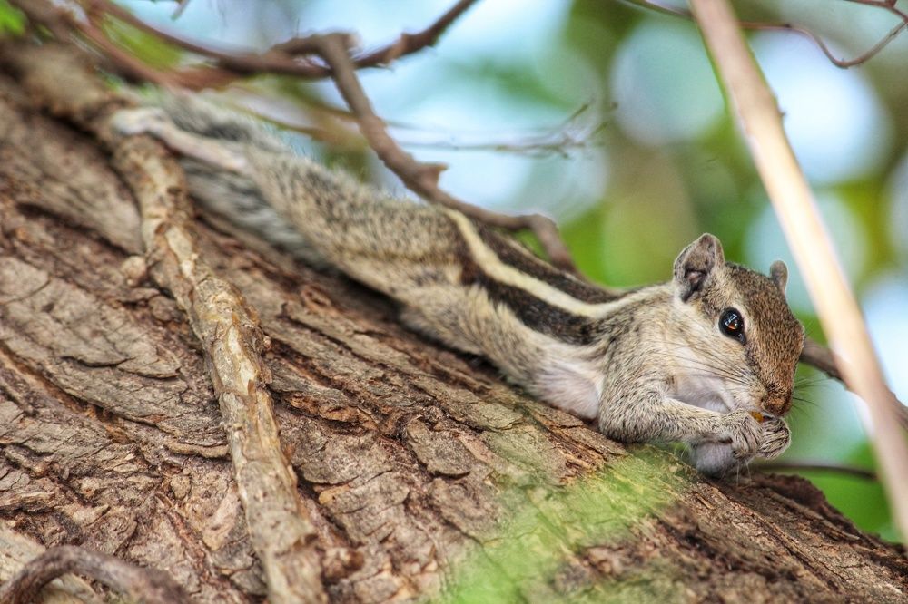 Cute Squirrel in crack wood