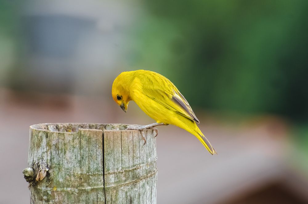 CANÁRIO DA TERRA.(EARTH CANARY).