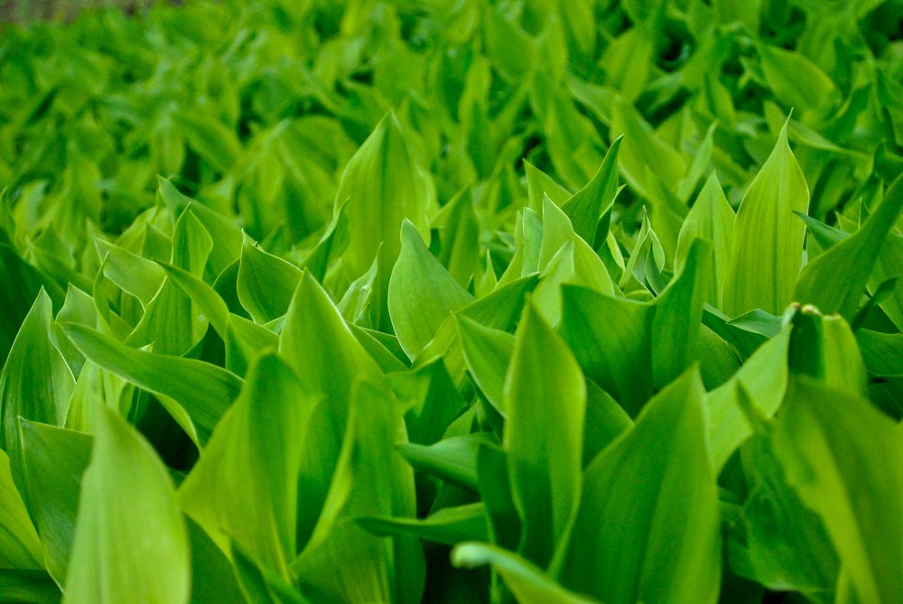 lily-of-the-valley field