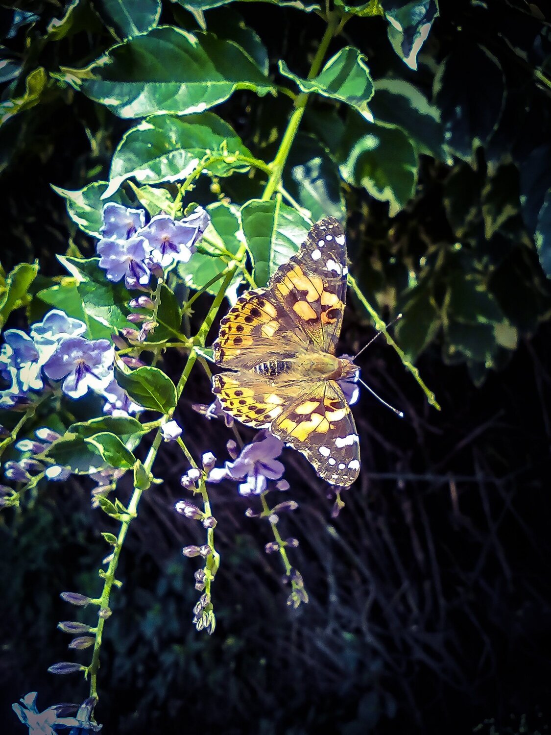 Butterfly