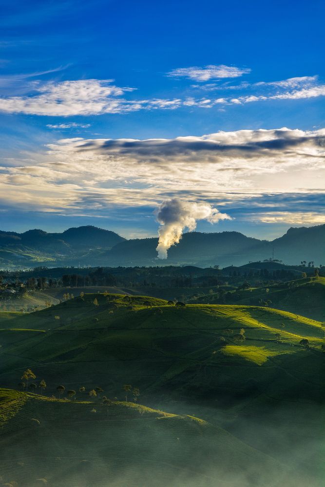 Cukul tea plantation