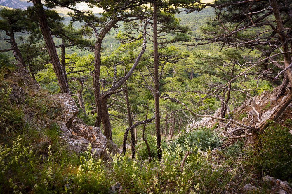 Заповедный лес Ай-Петри