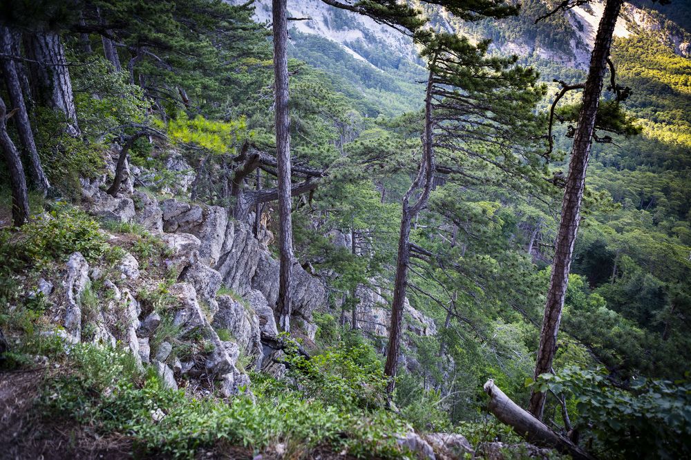 Древний лес