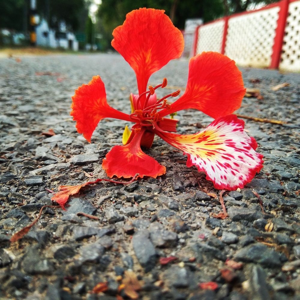 Fallen but still beautiful