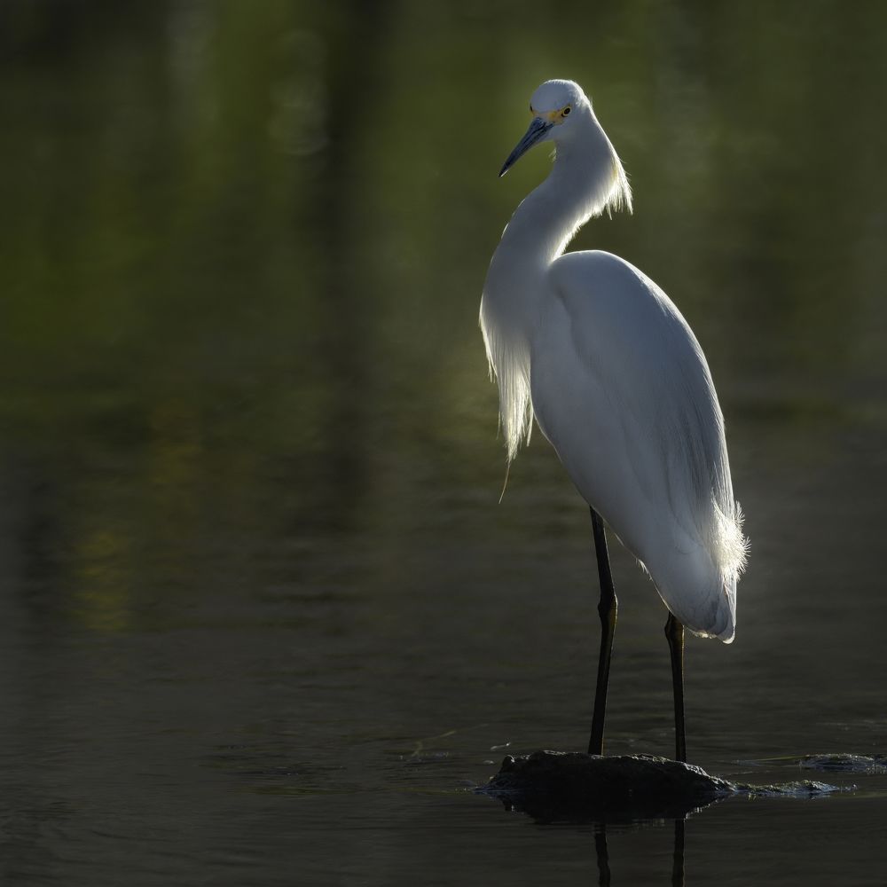 Between light and shade
