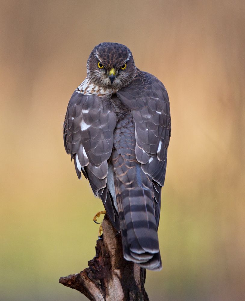 Photograph by Zita R. Gasiūnaitė