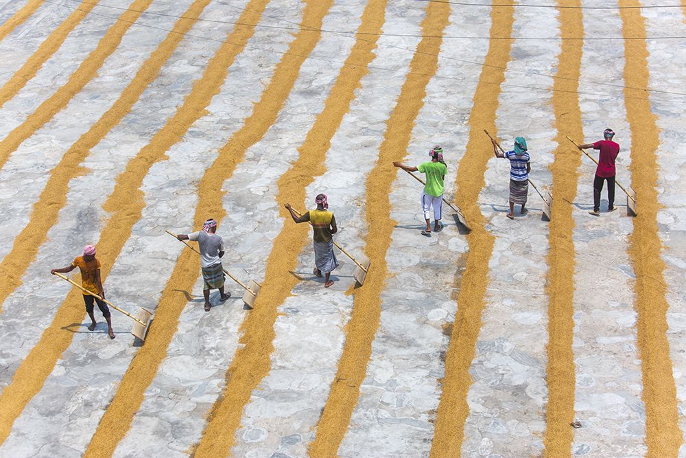 Paddy workers Row Row