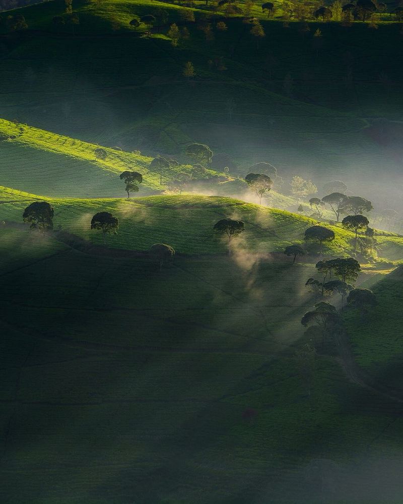 Cukul tea plantation