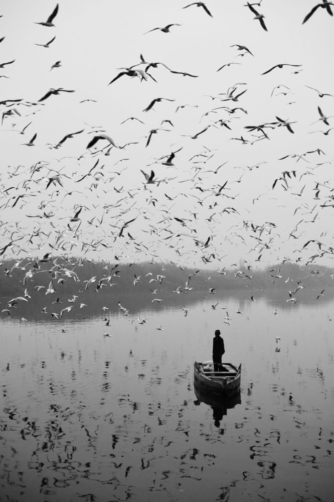 migration of siberian birds