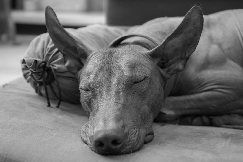 Собачье счастье