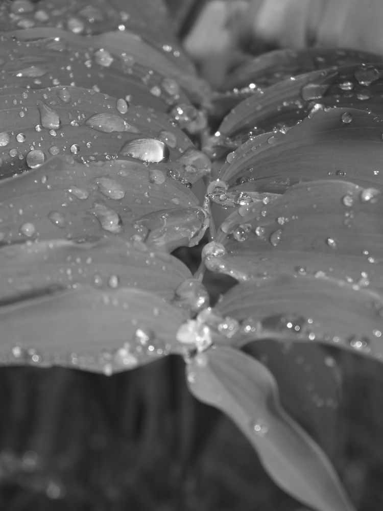 После дождя