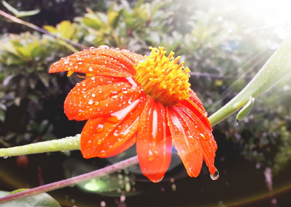 Blooming flower