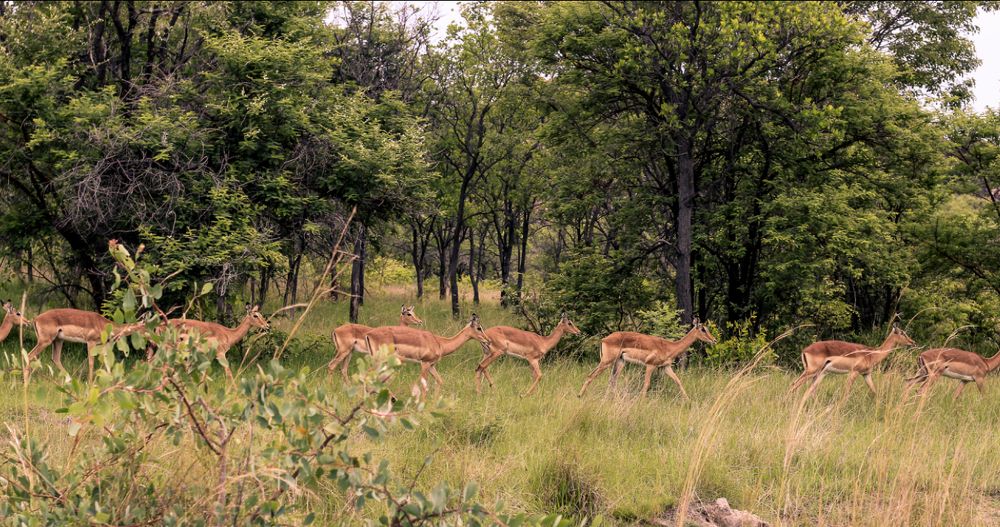 Follow the leader