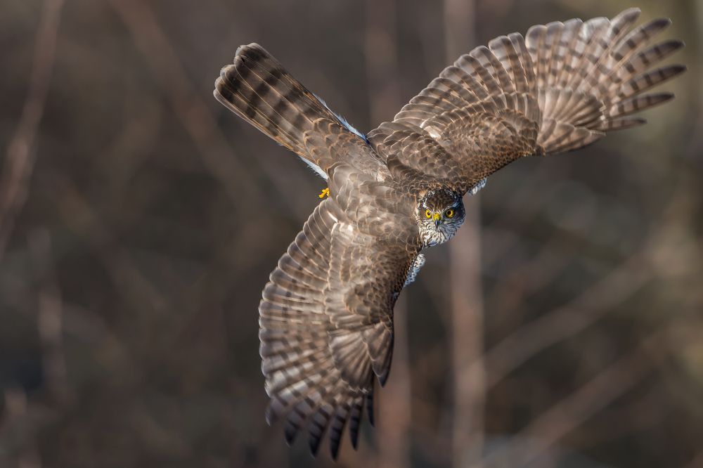 Eurasian Sparrowhawk