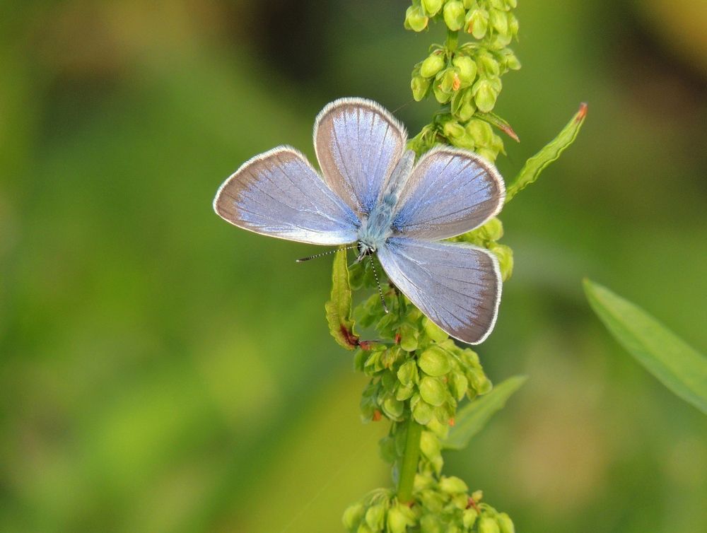 Blue Butterfly