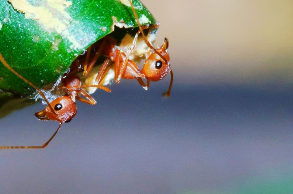 Photograph by Shafeeque