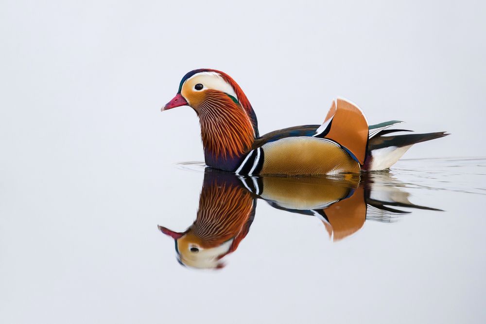 2 are better than 1.