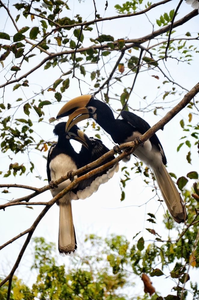 Hornbills in Sarawak