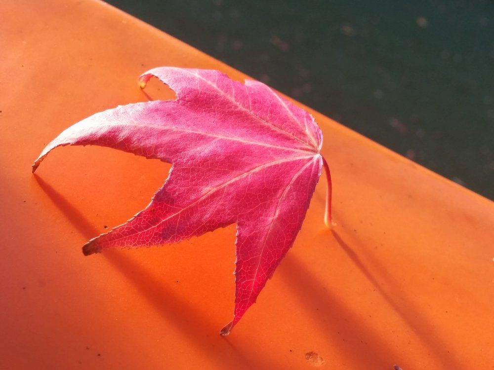 Geometry of life