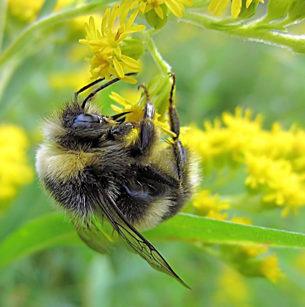 Хозяин лужайки.