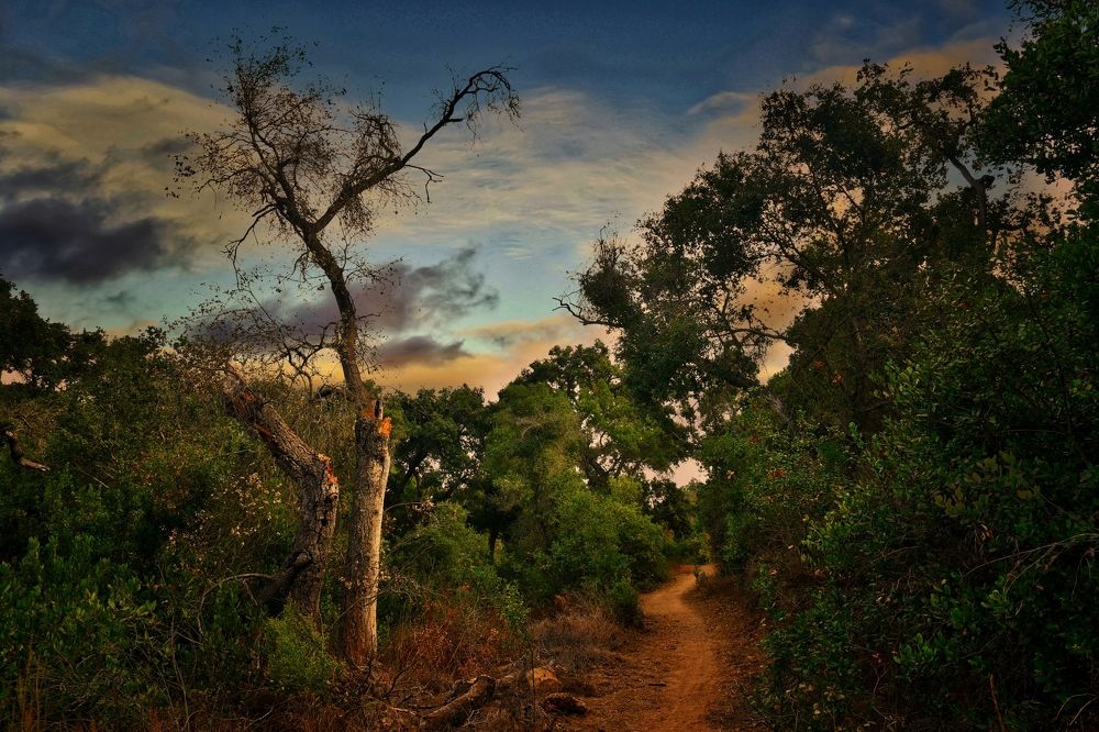 My Way Home Is Beautiful