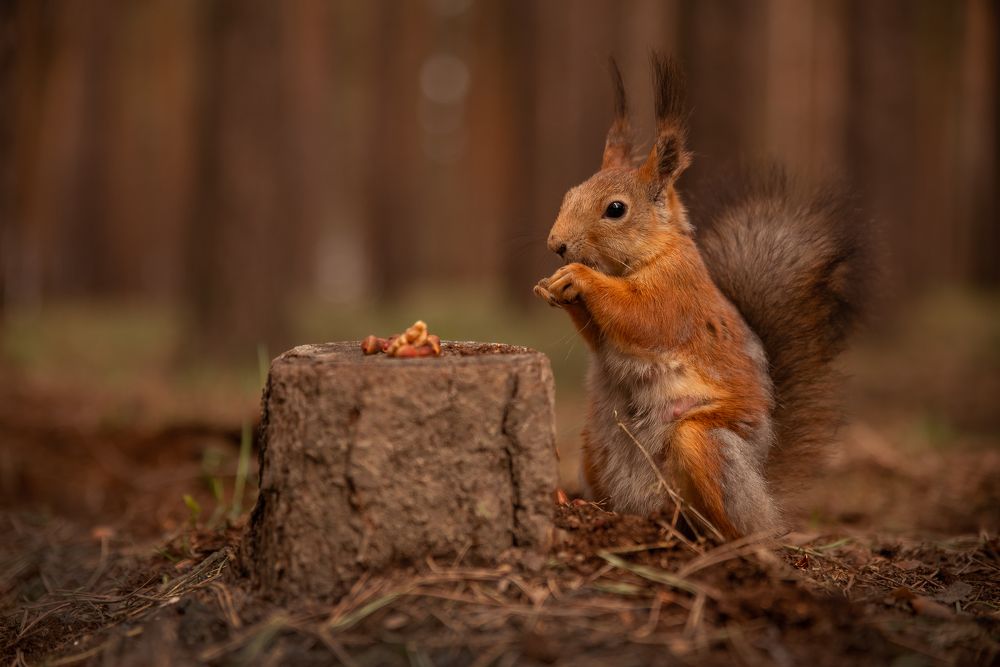 Трапеза белочки