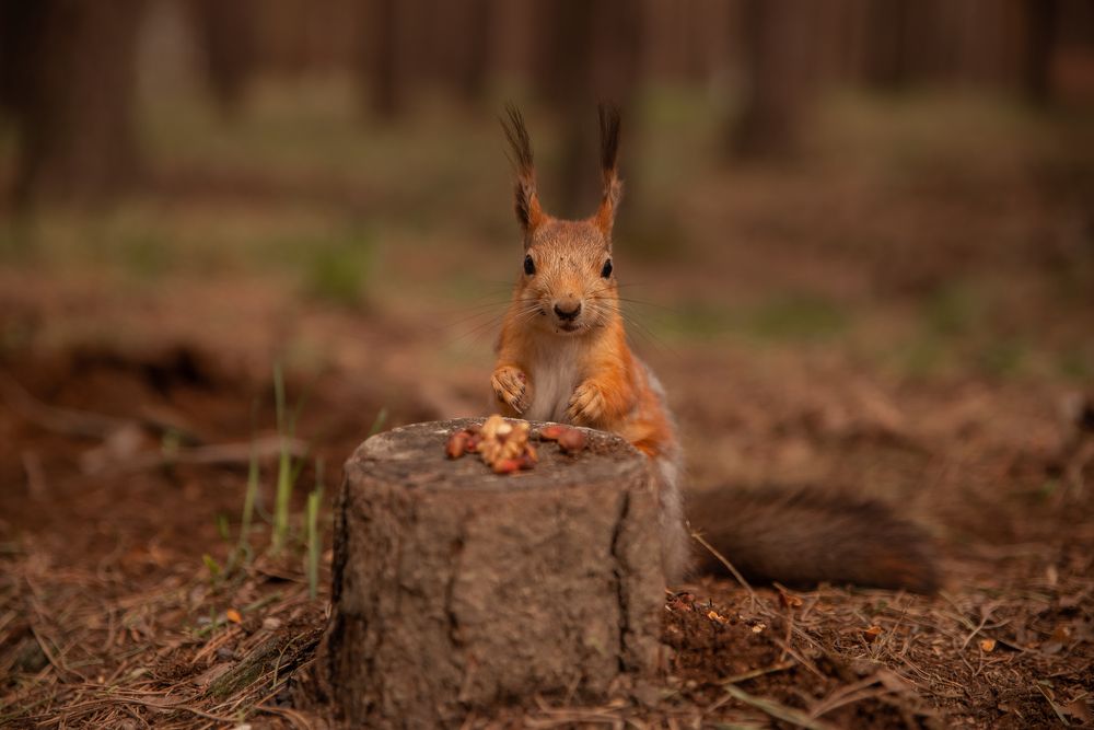 Рыжая красавица за трапезой