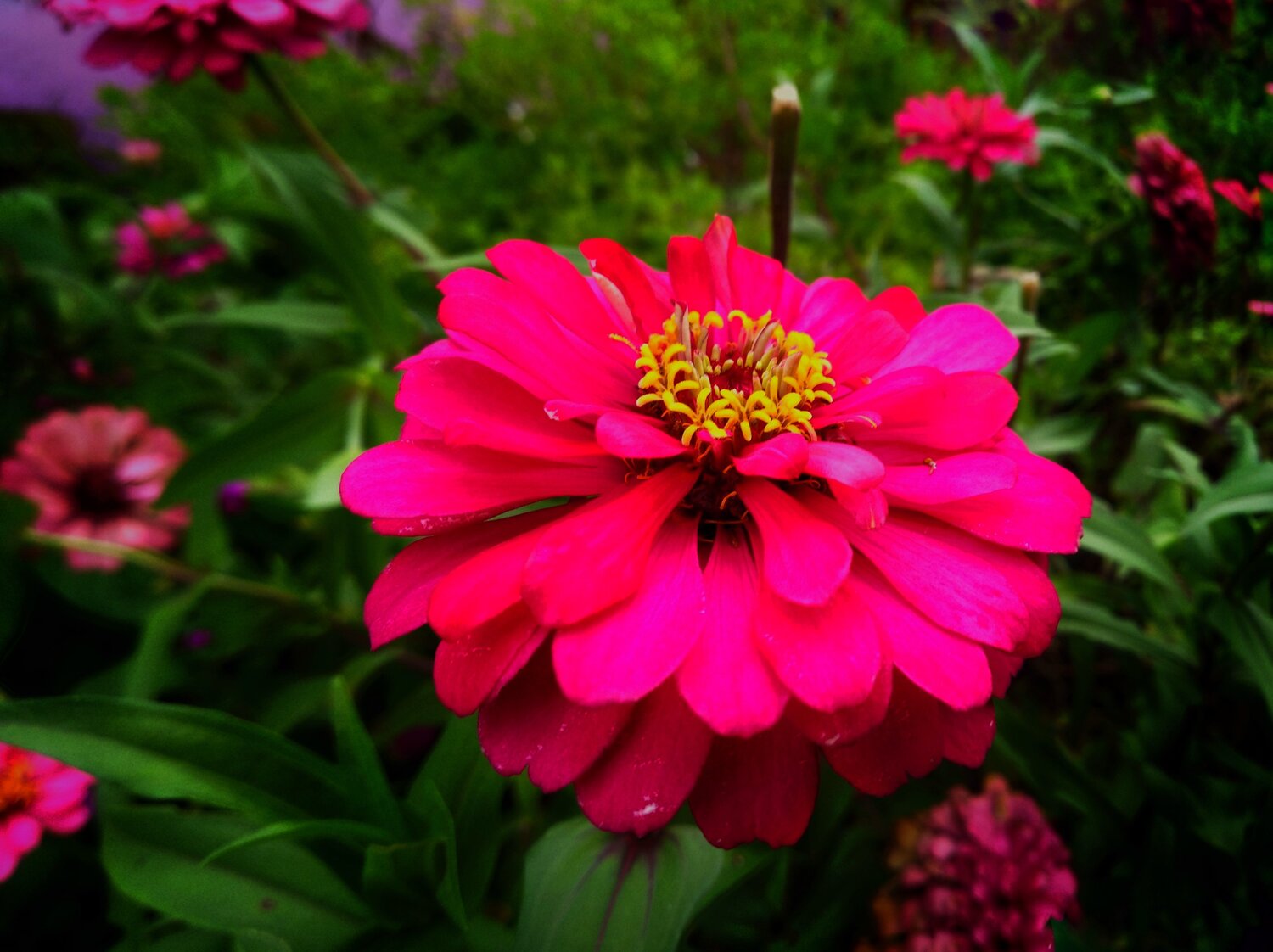 Flower