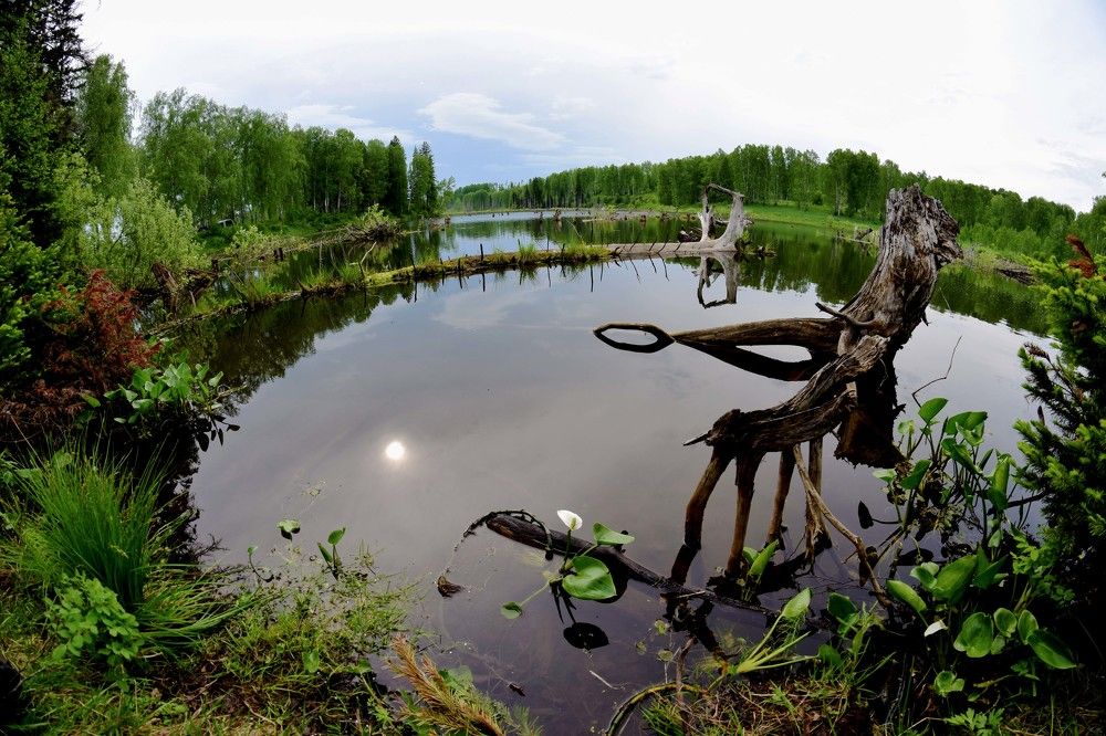 Калла болотная