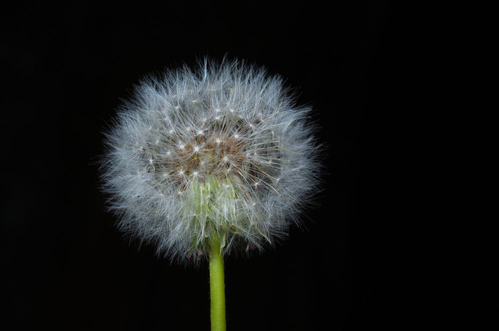 Парашютисты