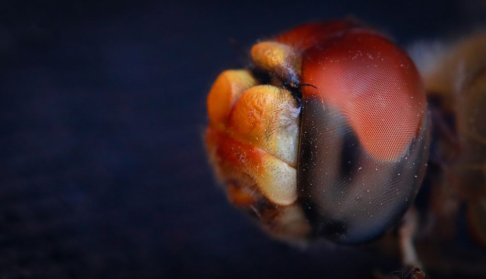 Macro of Dragonfly