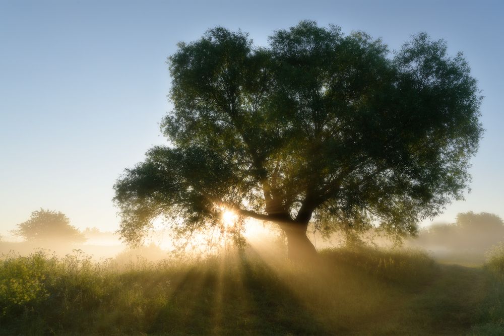 Июньское утро