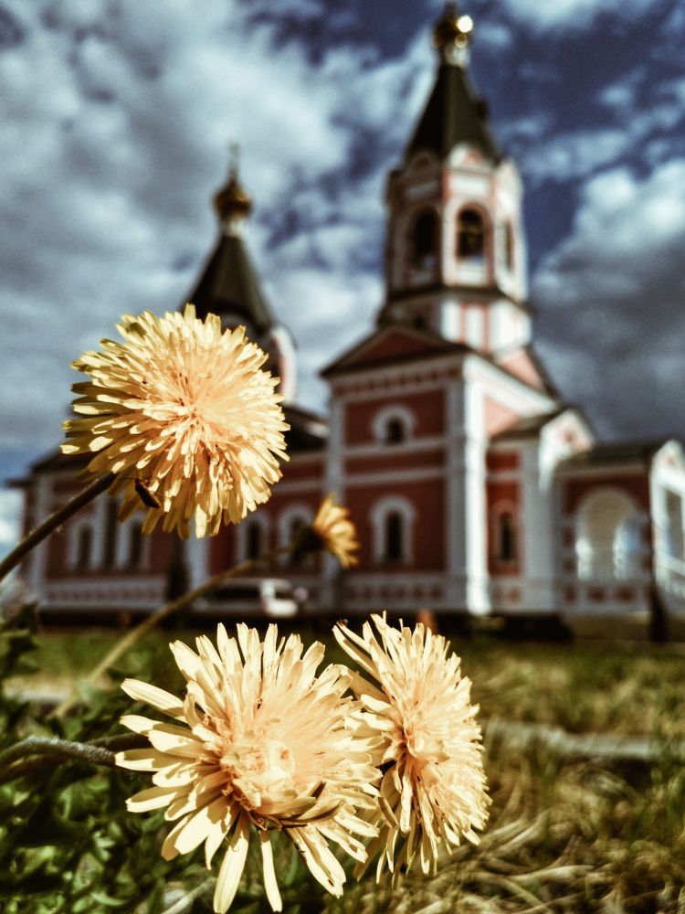 Одуванчики