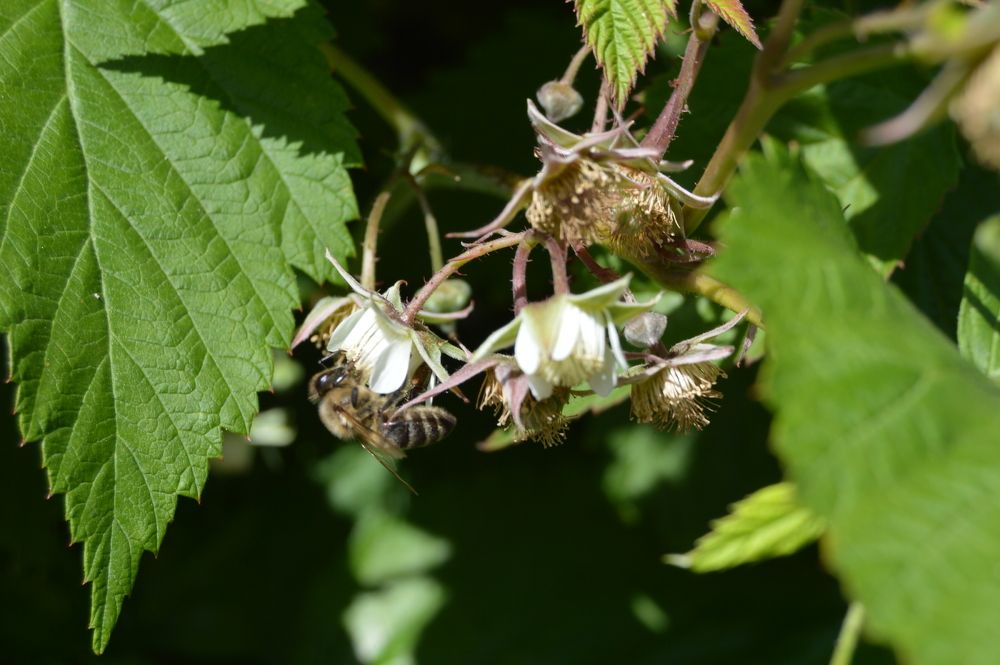 Сбор нектара