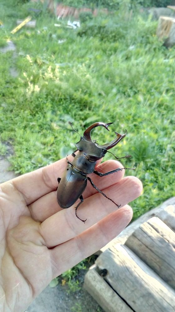 Жук олень