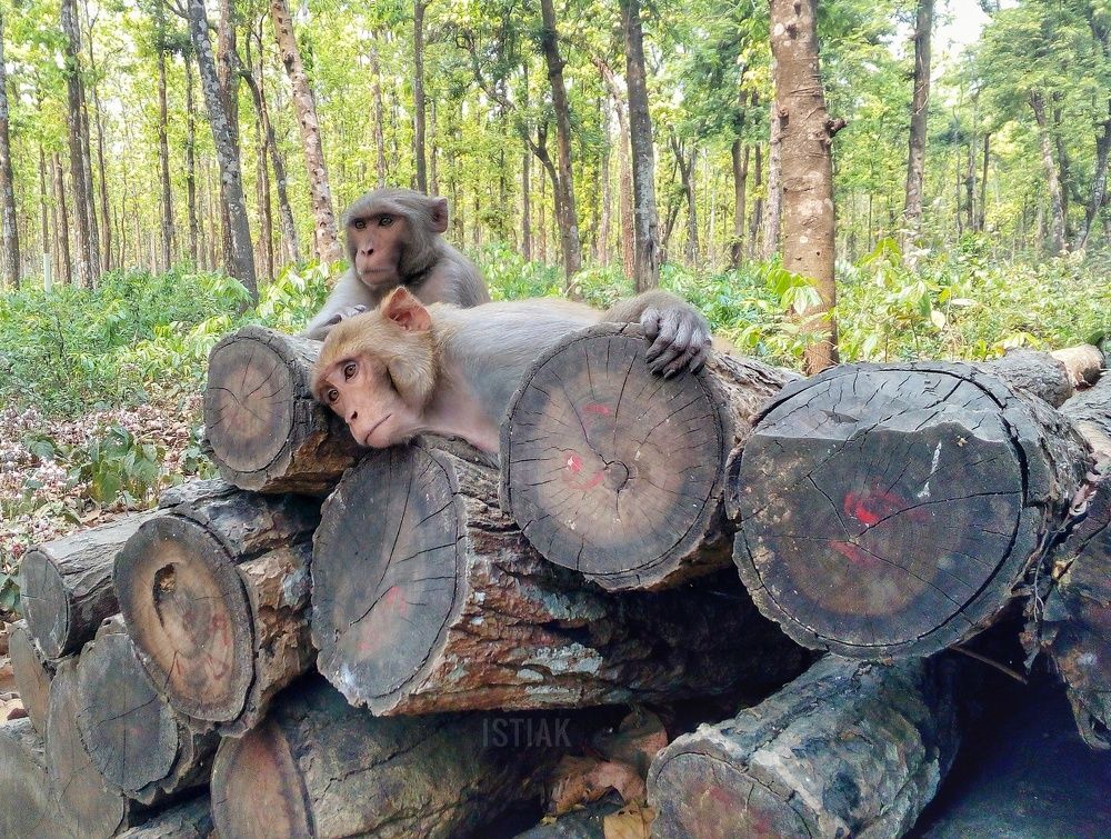 #save_tree_save_life