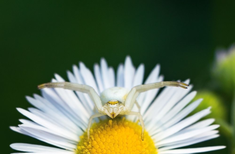 Замаскировался