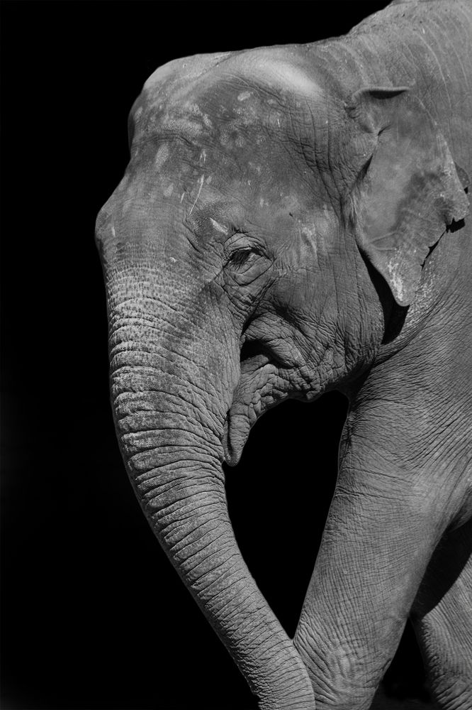 Elephant Portrait