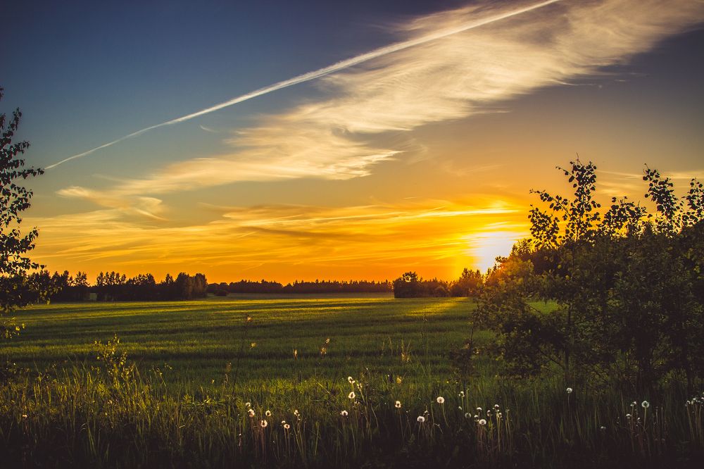 Русское поле