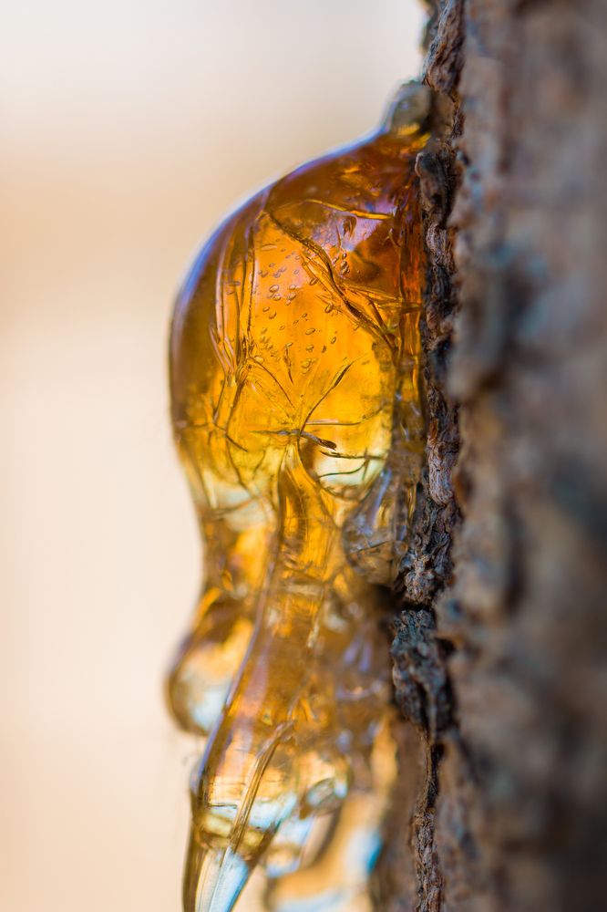 Янтарная слеза