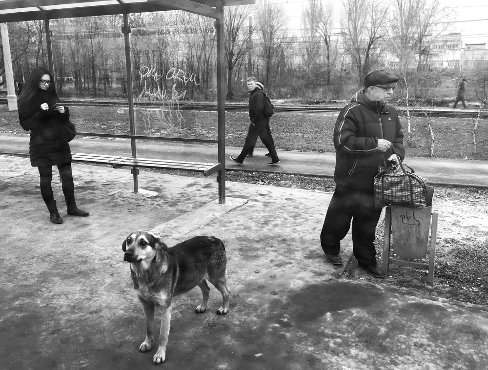 Собака - друг человека
