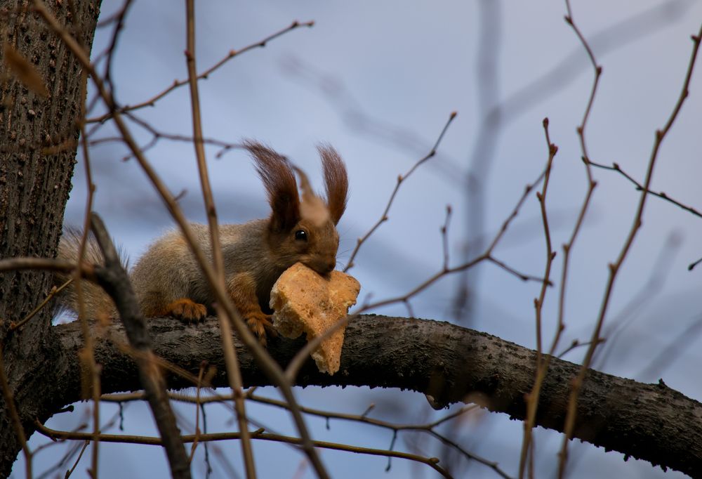 Белочка и лепёшка.