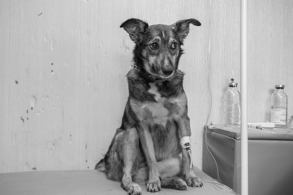 Четырехлапый пациент