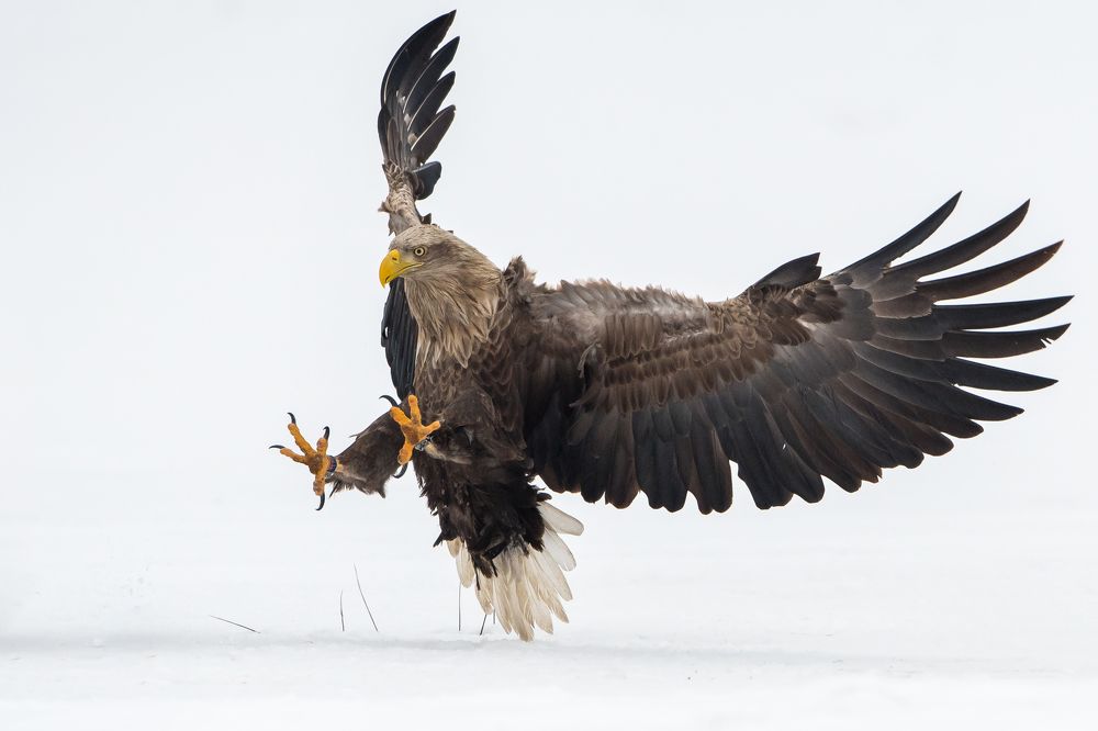 White-tailed Eagle