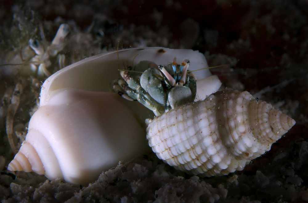 Любопытство