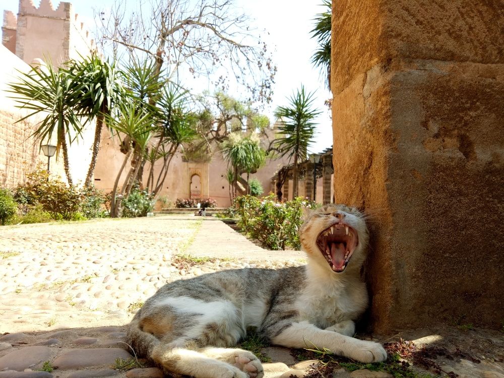 Scale, architecture and a cat
