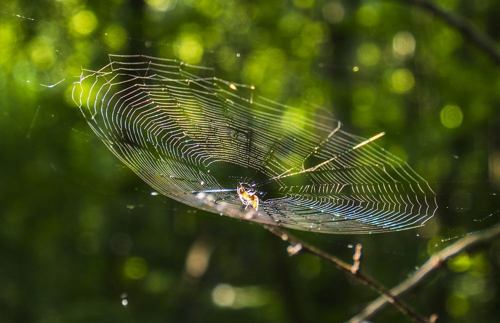 Photograph by Игорь Кляхин