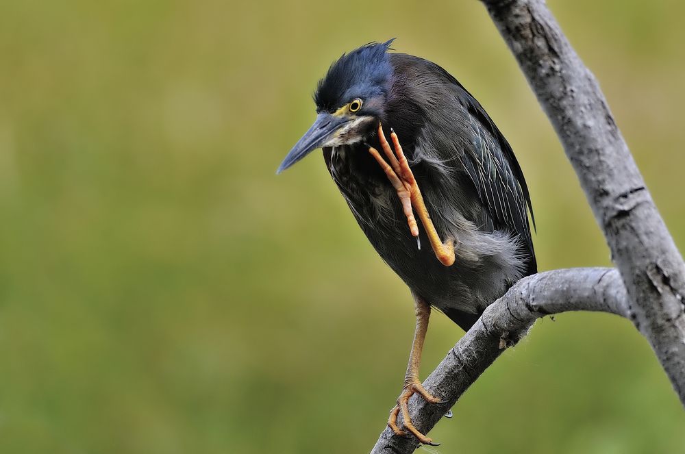 Green Heron
